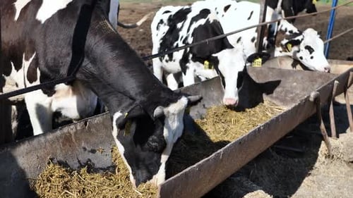 Cows on a Farm in a Paddock are Eating Food on the Street