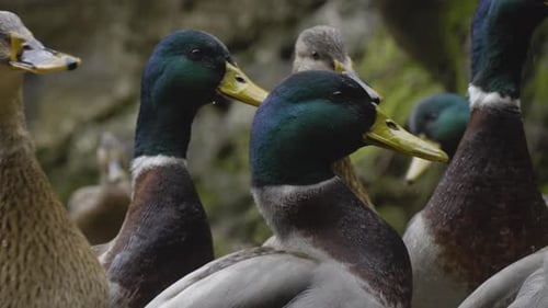 Ducks 2 - 4K
