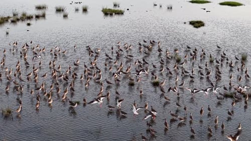 Aerial view of sandpipers gathered in shallow marsh