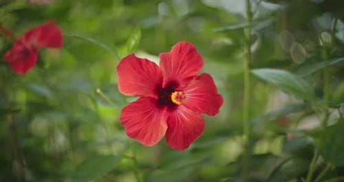 Rote rosa chinesische Hibiskusblüte
