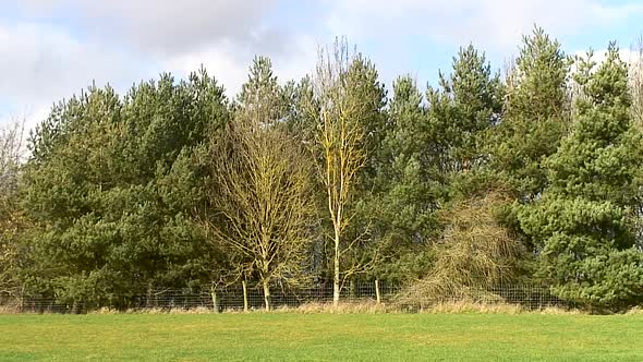A row of trees forming a hedgerow in Oakham, in the county of Rutland ...