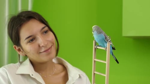 17 1 People take care of and play with budgies of the "Czech" breed.