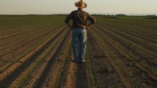 Rear view of senior farmer standing in corn field examining crop at sunset.