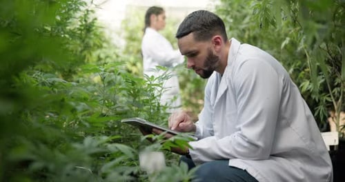 Man with Tablet in Lush Greenhouse Lab