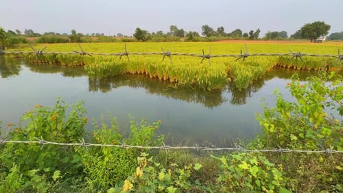 rice paddy