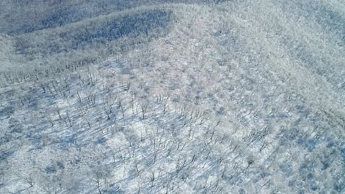 Aerial View of a Frozen Forest with Snow Covered Trees at Winter Flight Above Winter Forest Aerial