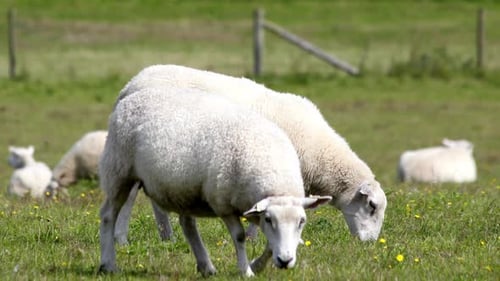 Sheep in a Field