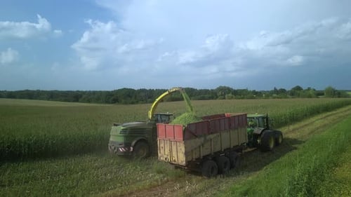 Corn Silage Harvesting with Forage Harvester on Field