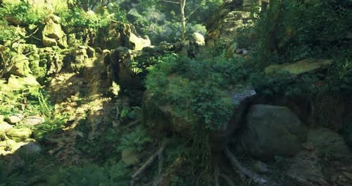 Lush Greenery and Rocky Terrain in a Vibrant Forest Setting