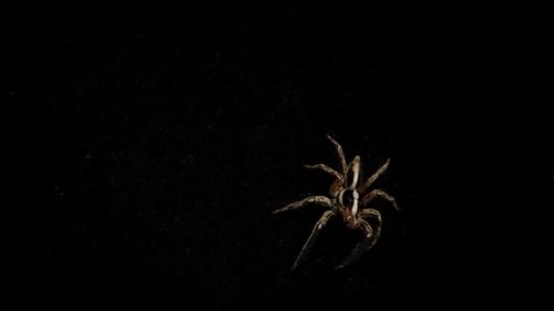 Une araignée sur fond noir déplace ses pattes près de sa bouche et s'éloigne.