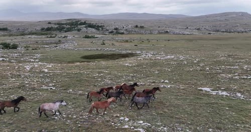 Wild Horses Running Freely in Open Field