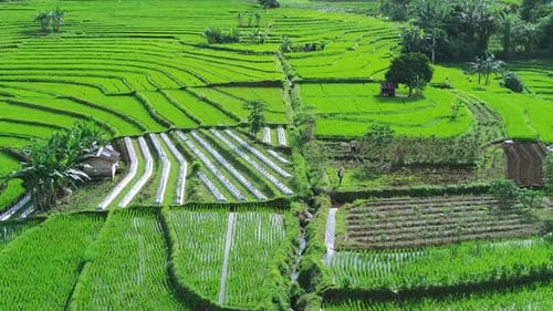 Beautiful morning view indonesia panorama landscape forest with beauty color and sky natural light