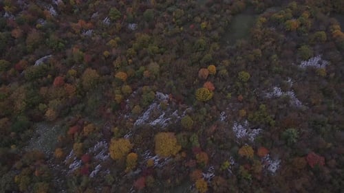 Mountain Trees In Autumn