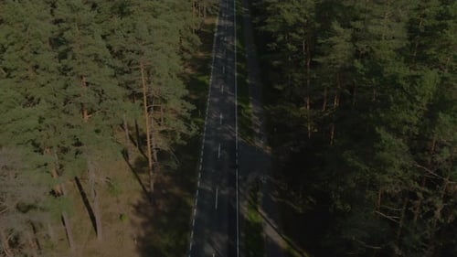 Autos fahren durch die Waldstraße in Polen