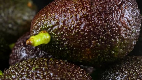 Splashes of water fall on avocado fruits with leaves on a black background. Raw Fruits, healthy food
