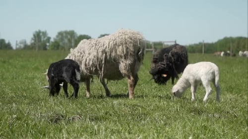 Two lambs follow a shaggy sheep through a sunlit pasture on a peaceful farm.