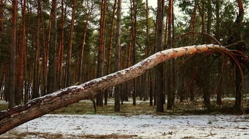Umgestürzter Baum im verschneiten Wald an einem sonnigen Wintertag, gefallene, schneebedeckte Kiefer steht mitten im