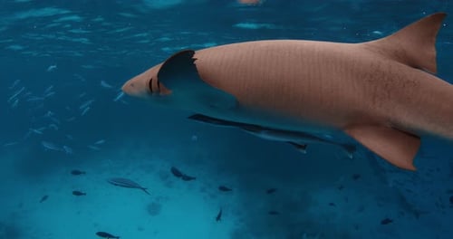 Swimming with a Lot Nurse Sharks in Tropical Blue Sea School of Fish and Sharks in Blue Ocean