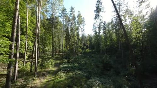 Vol lent dans la forêt entre les arbres verts - les rayons du soleil captent l'objectif