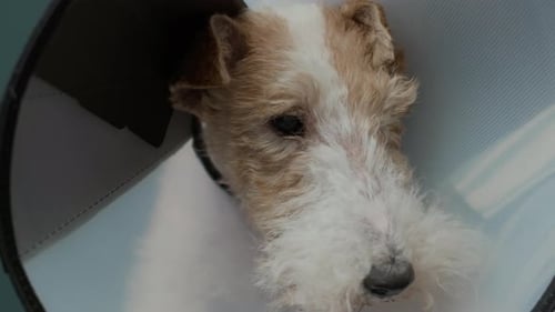 Fox Terrier avec collier médical