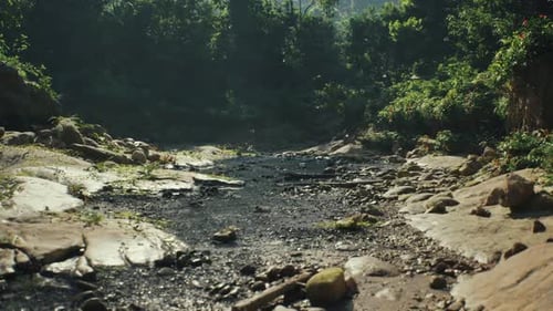 Un ruisseau tranquille qui traverse une forêt luxuriante au Myanmar pendant la journée