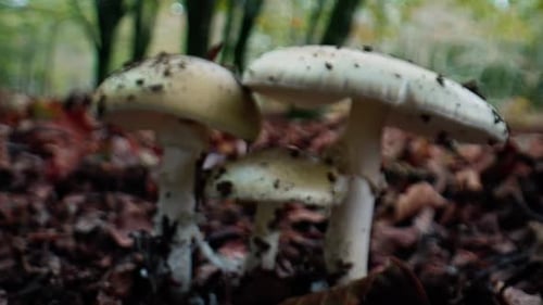 White Mushrooms Growing on Forest Floor in Autumn