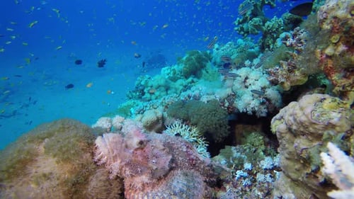 Colourful Tropical Fishes Scorpion