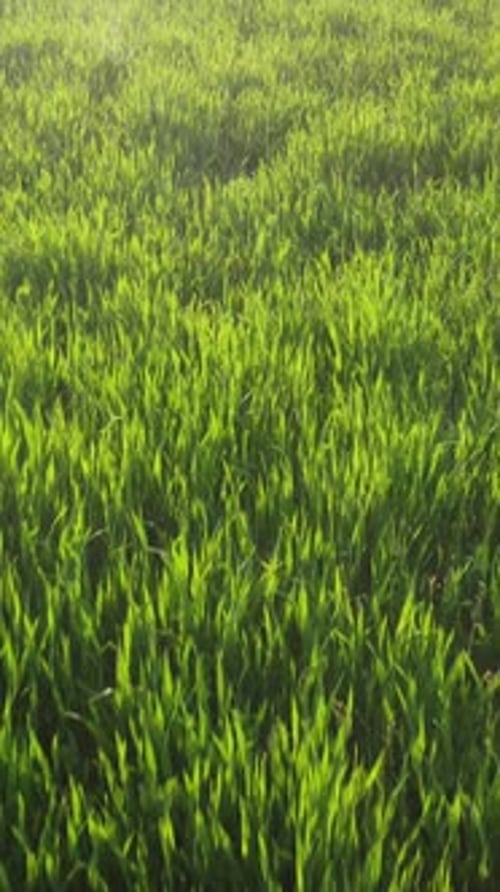 Aerial Vertical View on Green Wheat Field in Countryside Field of Wheat Blowing in the Wind on