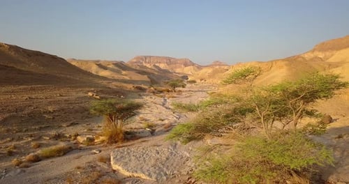 Aerial footage over Desert Wadi with Acacia trees