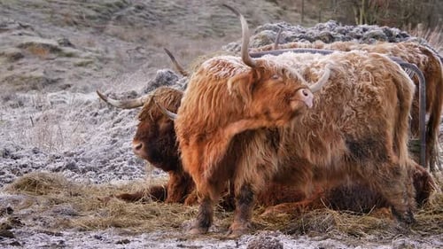 Highland Cow scratching itself under frost in the morning in a rural area of Scotland, United Kingdo