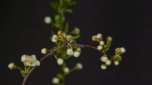 Blumen im Zeitraffer 4K