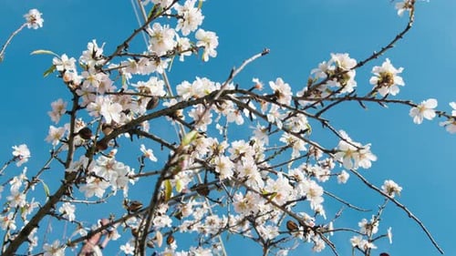Blue Sky Surrounding The Beauty Of A Blooming Tree