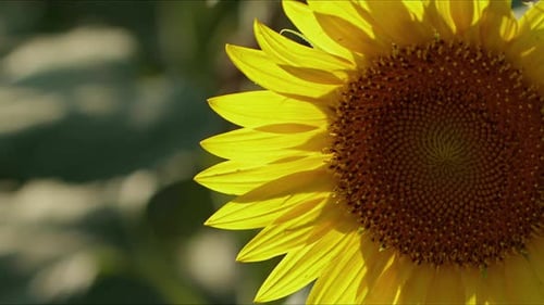 Agriculture Yellow Sunflower Plant In Farm Field In Sunlight 06