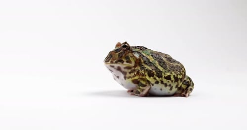 Colorful Horned Frog Resting on White Background
