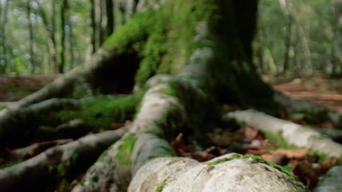 Moss Covered Tree in a Vibrant Green Forest