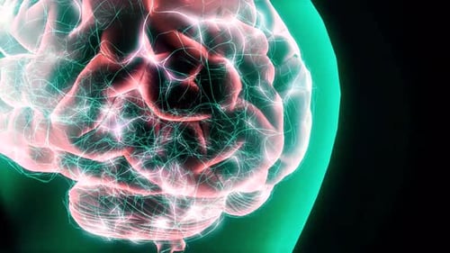 Brain Neurons. Animation of Nerve cells Activity