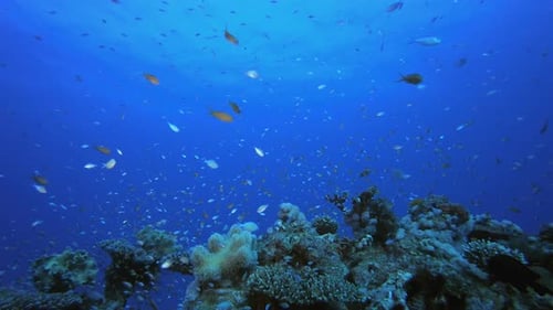 Reef Coral Garden Underwater