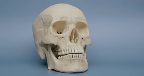 Wide Shot of Skull as Camera Pans Left