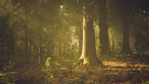 Sunlight Filters Through Trees in a Serene Forest at Dawn