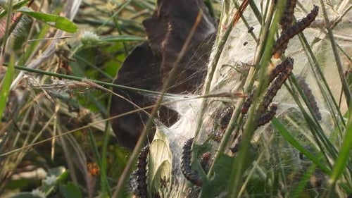 Caterpillars Gathering Amongst Green Grass and Webbing