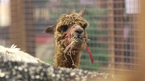 Funny Brown Alpaca Chewing Hay Close Up