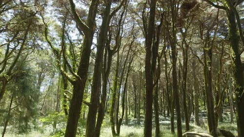 Camera following slowly along tree trunks. Green tropical forest background.