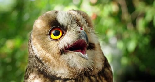 Closeup of an Owl with Wide Bright Orange Eyes Looking Alert and Curious