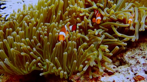 Famille de faux poissons-clowns connue sous le nom de poisson némo sur une anémone rose-verte