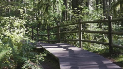 Wooden Hiking Trail in the Rainforest