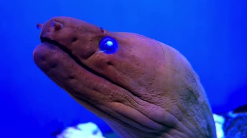 Close Up of Giant Moray Eel Gymnothorax Isingteena Moringa Underwater in the Aquarium
