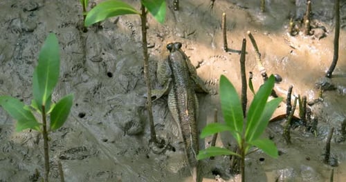 Mudskipper Resting on Mud Near Tropical Plants