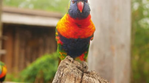 Verschwommenes, wunderschönes, mehrfarbiges Porträt eines australischen Papageis in Nahaufnahme