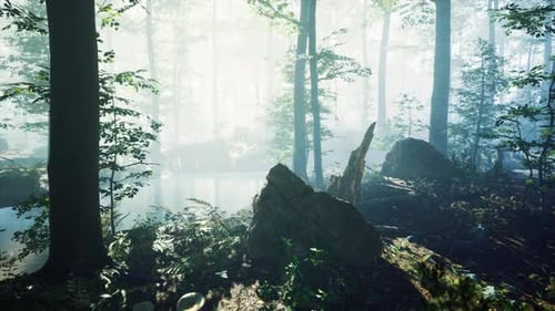 Morning Fog in Deep Forest