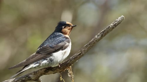 Welcome Swallow Bird Perched On The Twig In The Forest In New Zealand - Close Up